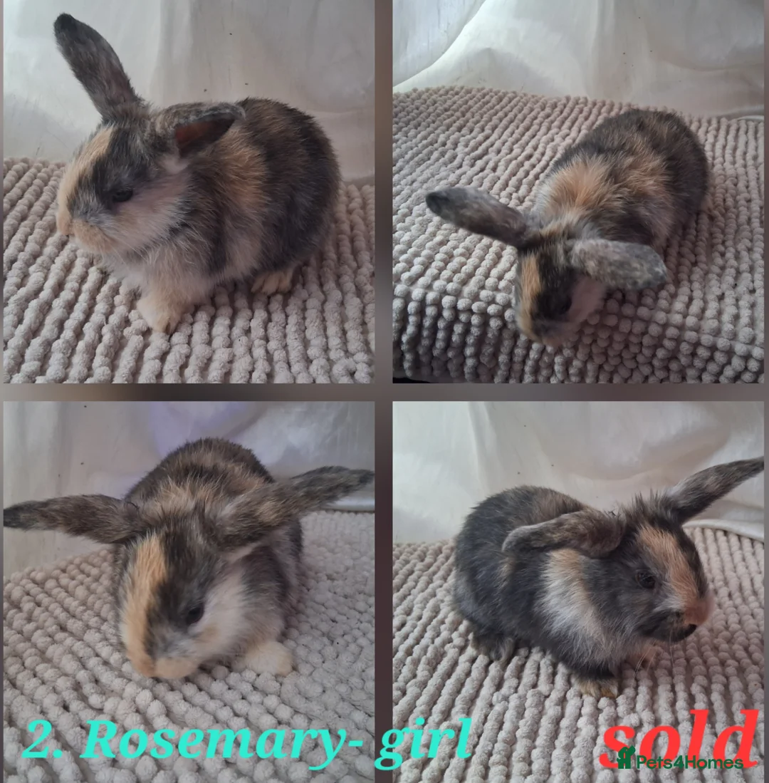 Mixed Breed rabbits for sale: Cute Harlequin Rex x Lop bunnies - Advert 21