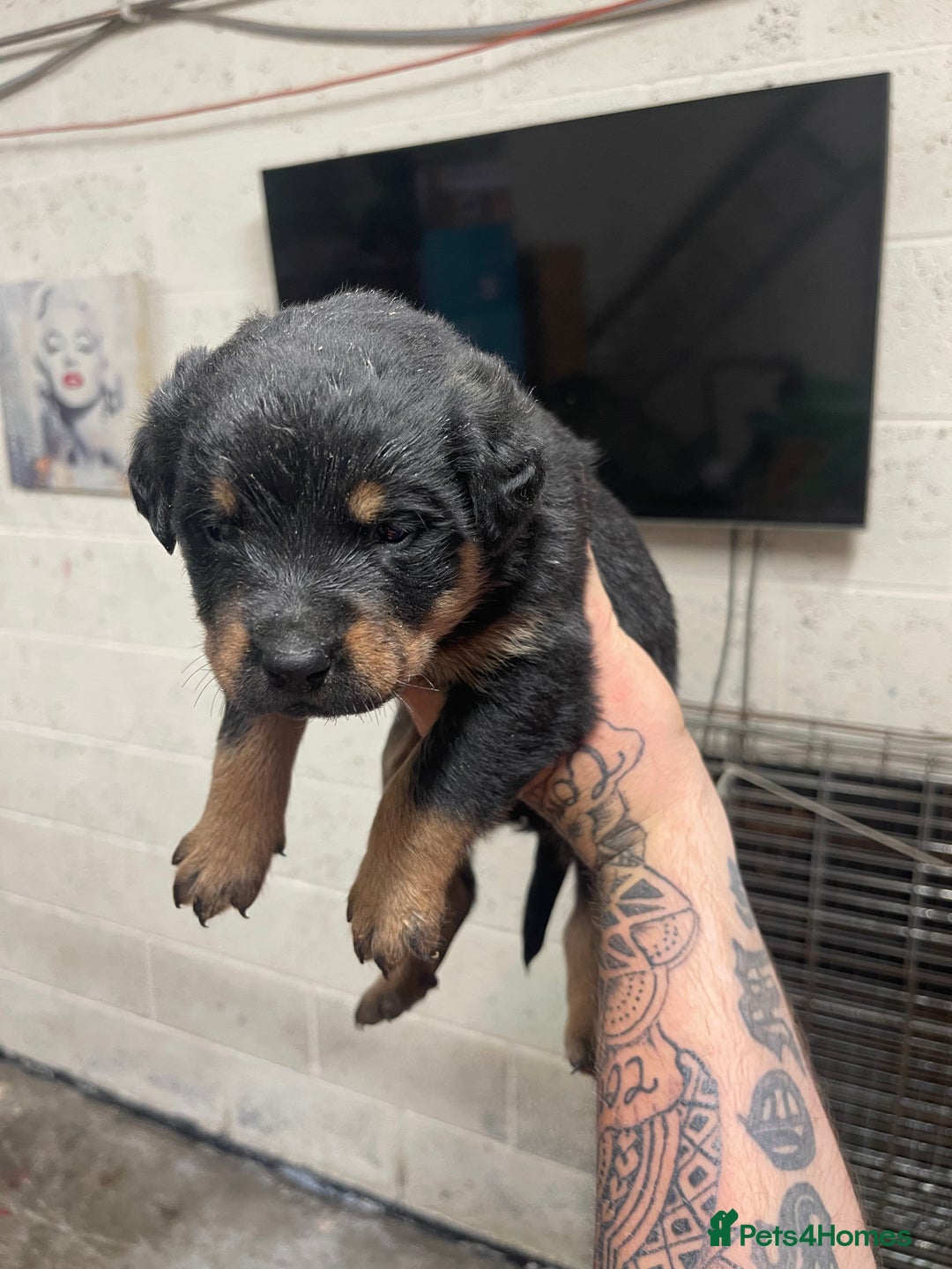 Rottweiler dogs for sale: Rottweiler/rotty puppies - Image 18
