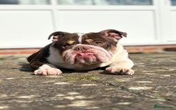 English Bulldog dogs for sale: English bulldog and French bulldog - Image 2