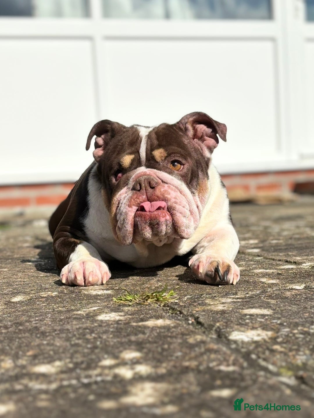 English Bulldog dogs for sale: English bulldog and French bulldog - Image 2
