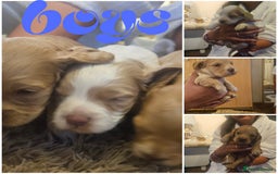 Cockapoo dogs for sale: Beautiful/healthy F1 cockapoo’s.3 girls🩷3 boys🩵 - Image 22