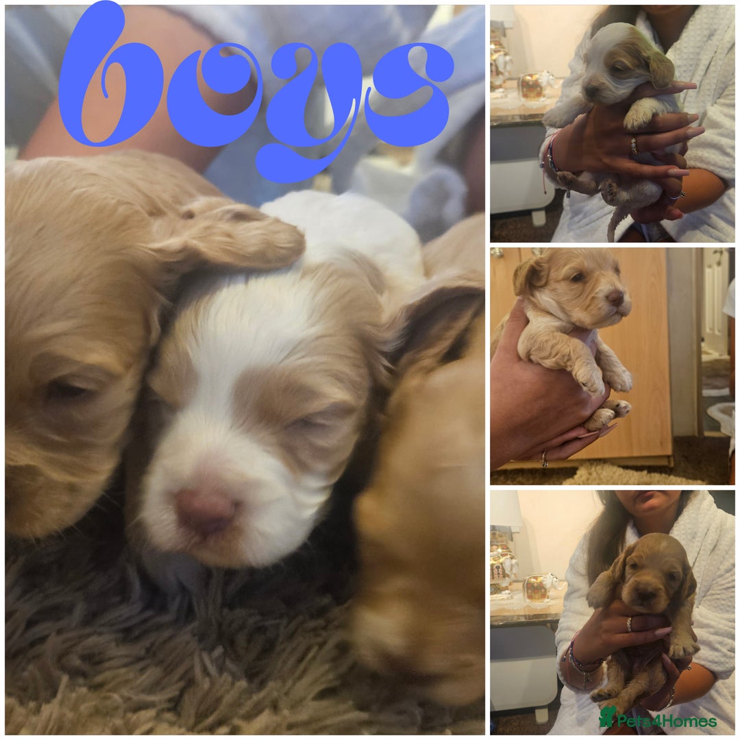 Cockapoo dogs for sale: Beautiful/healthy F1 cockapoo’s.3 girls🩷3 boys🩵 - Image 22