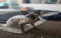 Sphynx cats for sale: Female Sphynx Cat - Image 2