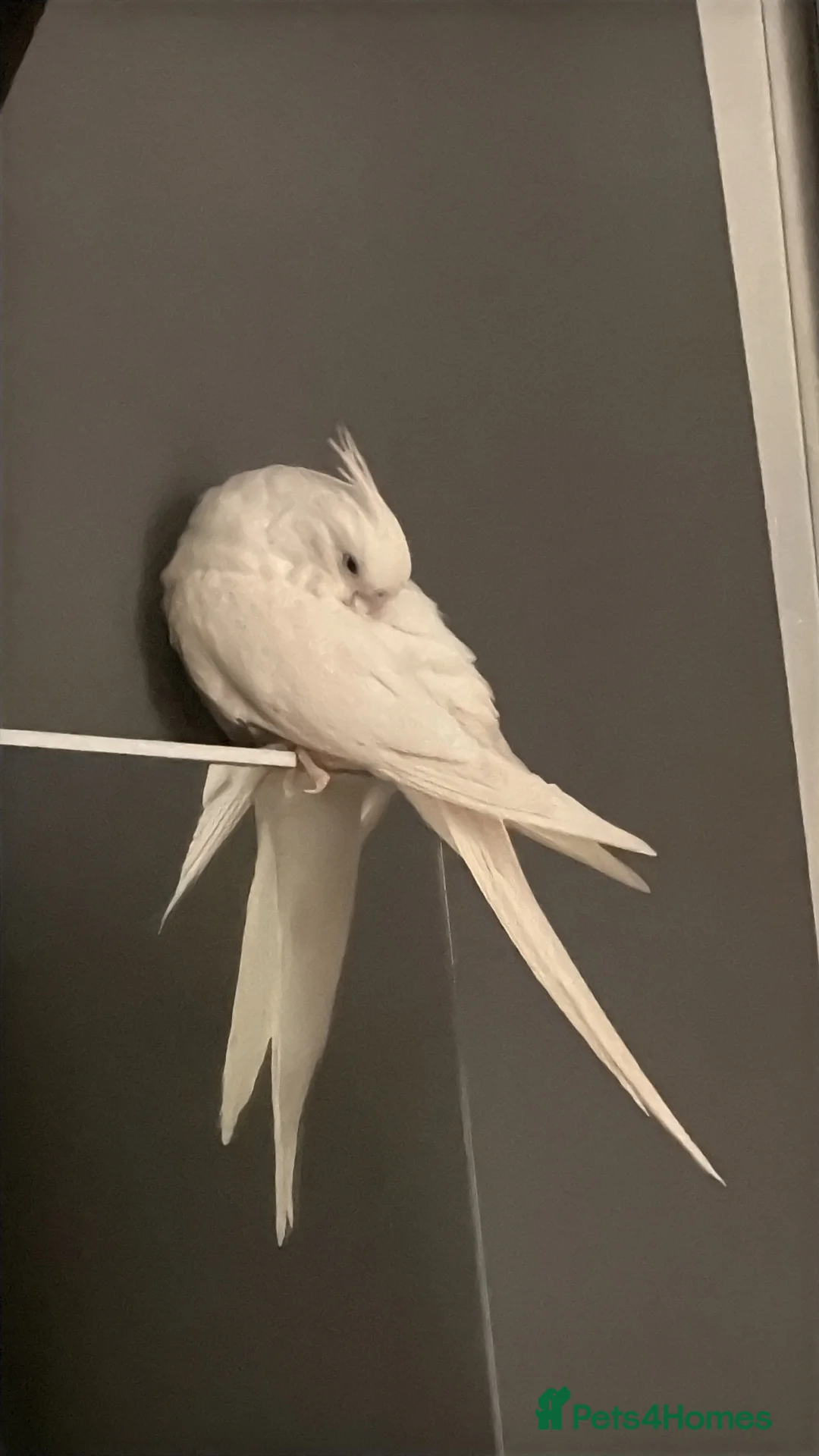 Cockatiels birds for sale: Albino Cockatiel For Sale - Advert 6