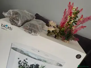 Danios fish Biorb loop 30ltr with accessories - Advert 15