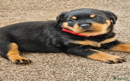 Rottweiler dogs for sale: Pure breed Rottweiler  - Image 21