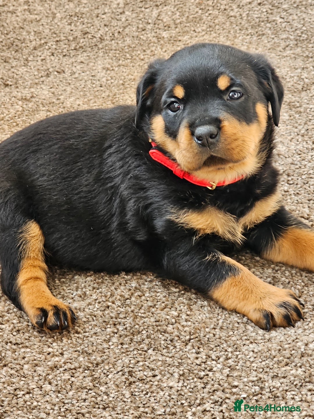Rottweiler dogs for sale: Pure breed Rottweiler  - Image 21