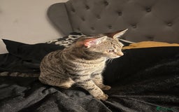 Mixed Breed cats for sale: 4 beautiful 4 month old kittens  - Image 2