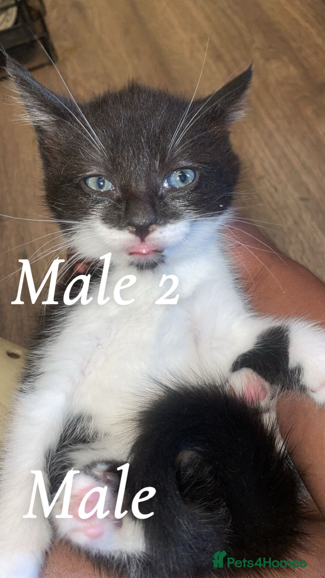 Mixed Breed cats for sale: Kittens for sale! - Image 4