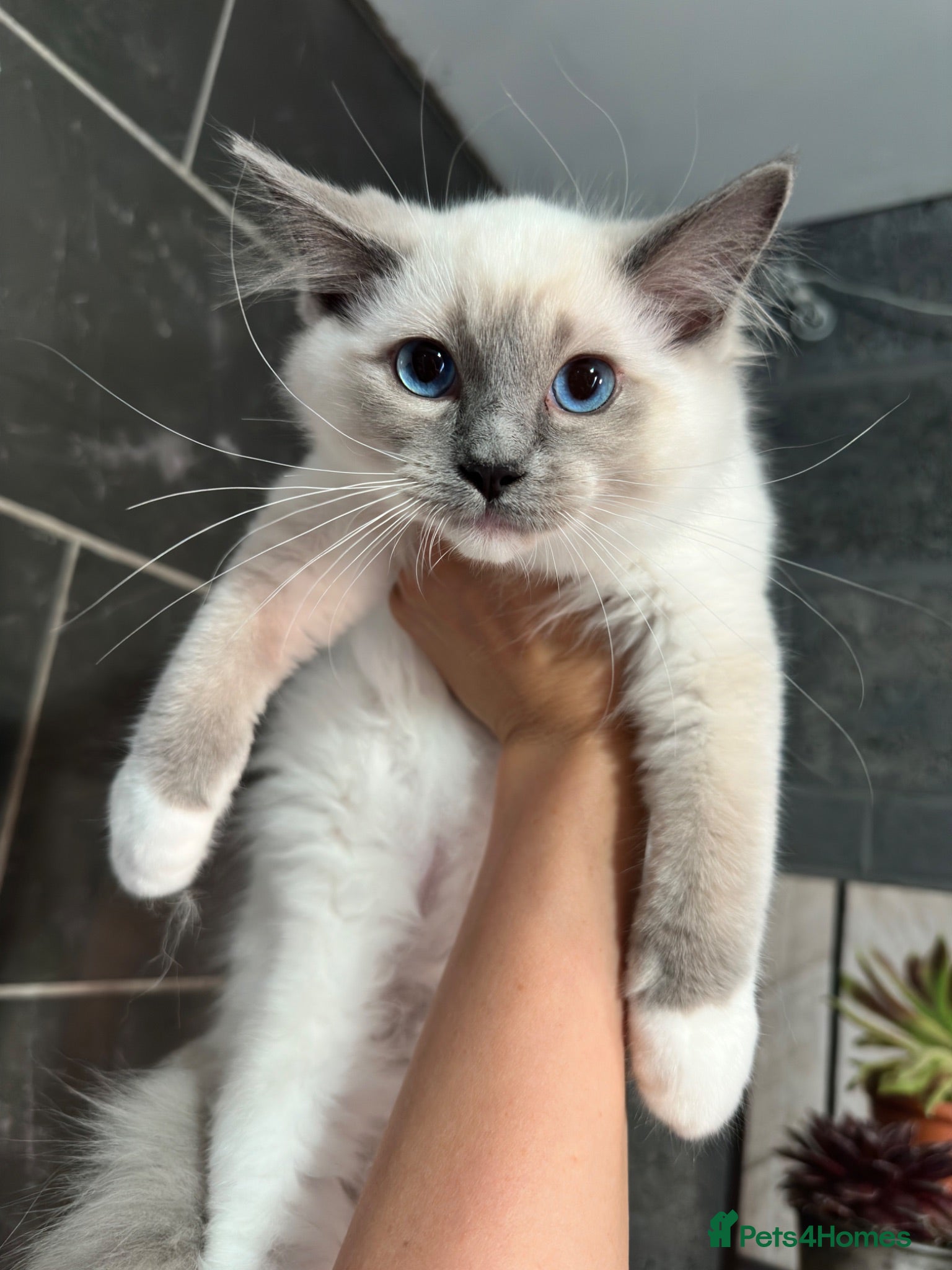 Ragdoll cats 1 MALE Blue mitted Ragdoll kitten 15 wks READY NOW - Advert 7
