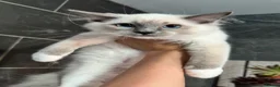 Ragdoll cats for sale: 1 MALE Blue mitted Ragdoll kitten £600 16 wks - Advert 1