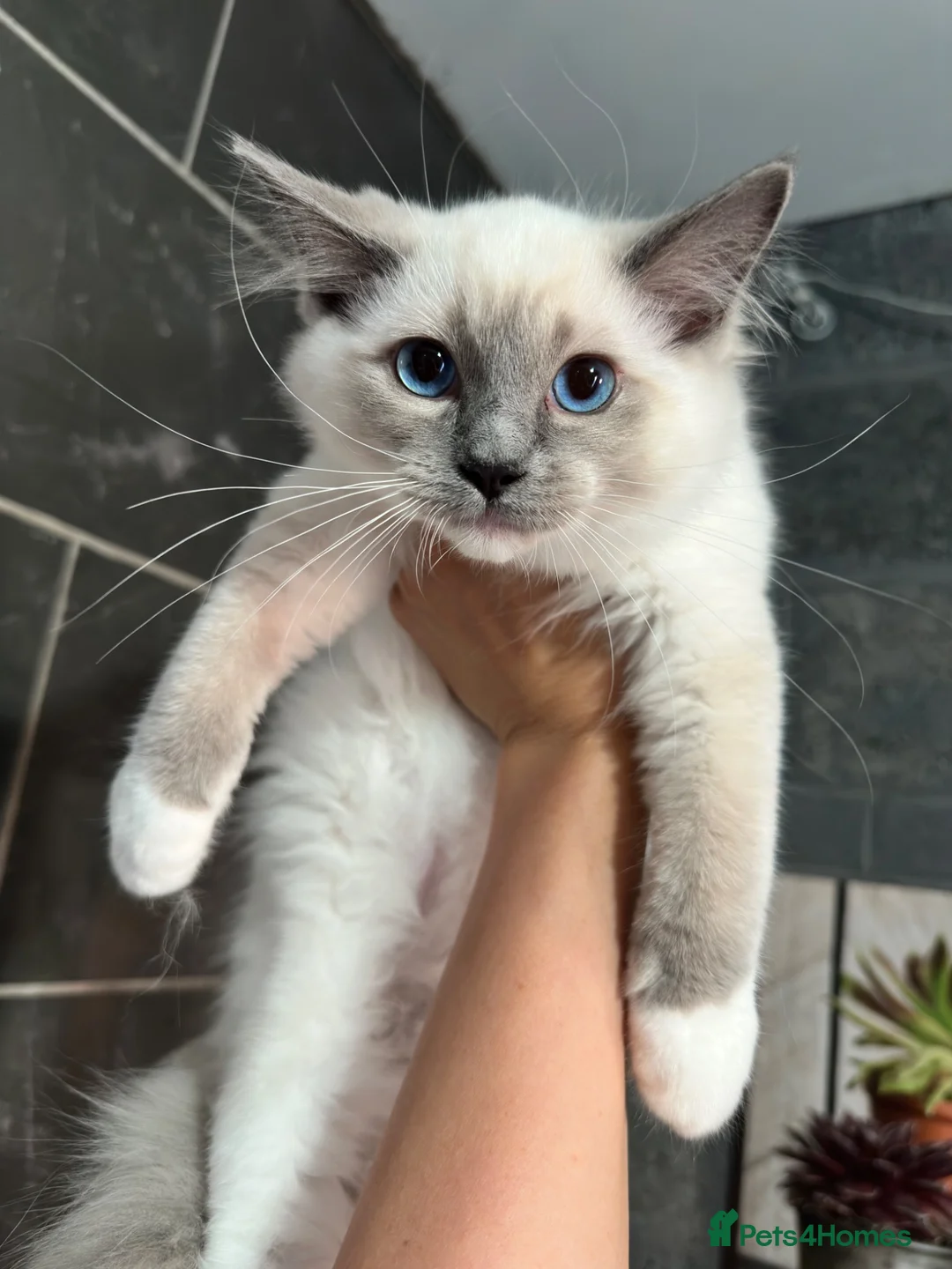 Ragdoll cats for sale: 1 MALE Blue mitted Ragdoll kitten £600 16 wks - Advert 1