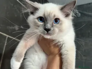 Ragdoll cats 1 MALE Blue mitted Ragdoll kitten 15 wks READY NOW - Advert 7