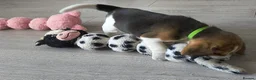 Beagle dogs for sale: Bundles of Beagle Joy Looking for Forever Homes in Epsom - Advert 9