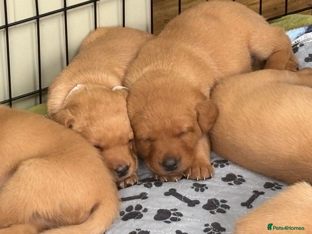 Labrador Retriever dogs for sale: Gorgeous Red Labrador Pups - Image 10
