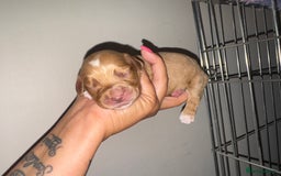Cocker Spaniel dogs for sale: 3 Red girls looking for home  - Image 8