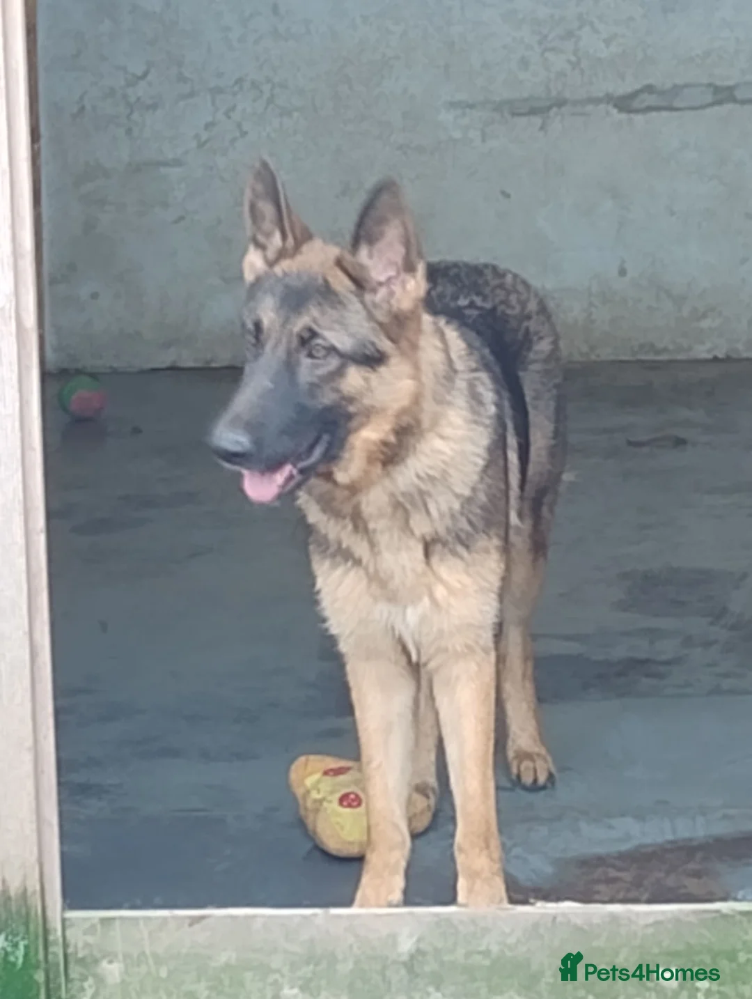 German Shepherd dogs for sale: Millie Germany Shepherd  - Advert 2