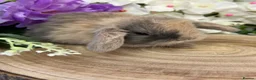 Mini Lop rabbits for sale: Mini Lop Bunnies - Advert 6