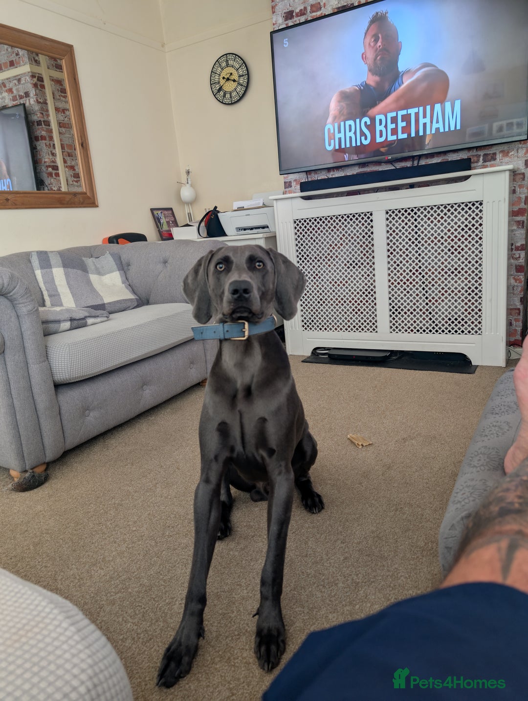 Weimaraner dogs for stud: Otto Weimaraner for Stud  - Advert 3