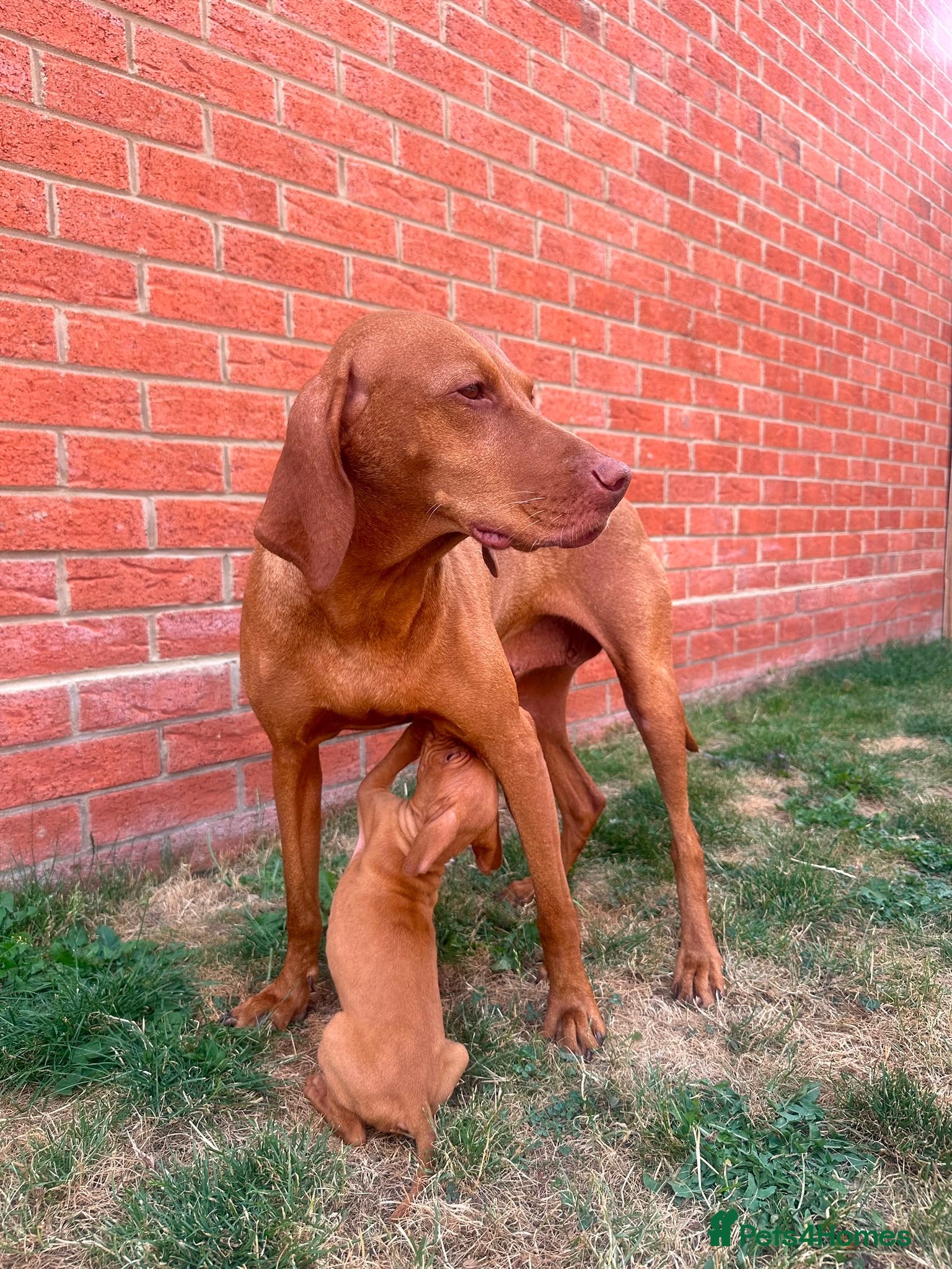 Hungarian Vizsla dogs KC registered Hungarian Vizsla puppies - Advert 10