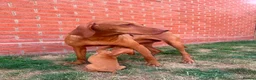 Hungarian Vizsla dogs for sale: KC registered Hungarian Vizsla puppies in Aberlour - Advert 1