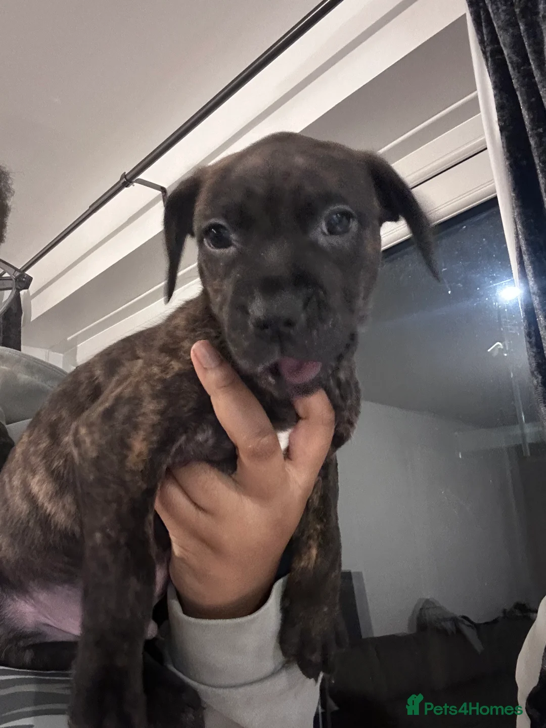 Staffordshire Bull Terrier dogs for sale: Brindle boys  - Advert 1