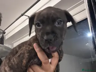 Staffordshire Bull Terrier dogs Brindle boys - Advert 13