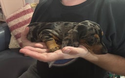 Miniature Dachshund dogs for sale: Stunning Miniature Dachsund pups available  - Image 8