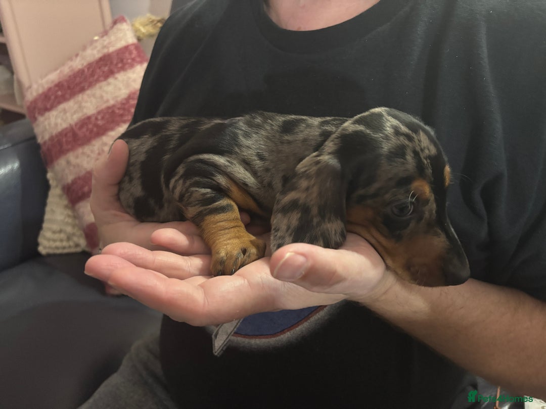 Miniature Dachshund dogs for sale: Stunning Miniature Dachsund pups available  - Image 8