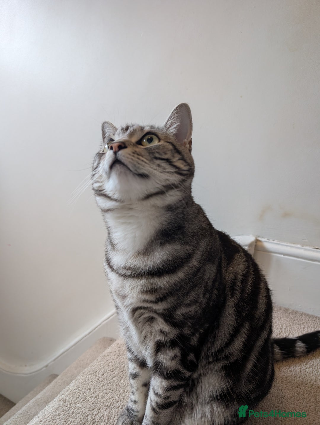Mixed Breed cats for sale: Silver Black Tabby - Advert 2