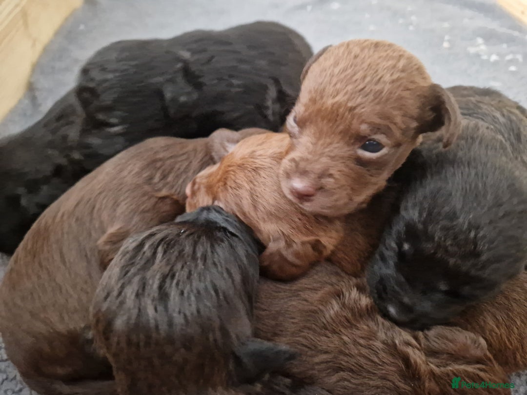 Mixed Breed dogs for sale: Patterdale x cavapoo  - Advert 1