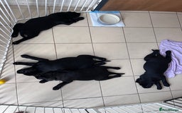Labrador Retriever dogs for sale: KC registered Beautiful Chunky Black Labs   - Image 15