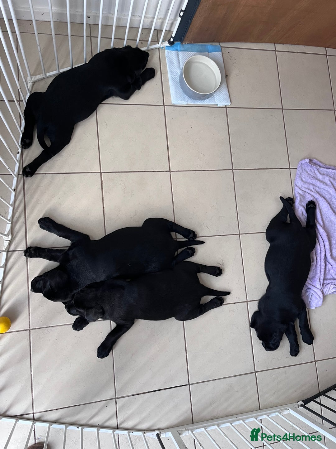 Labrador Retriever dogs for sale: KC registered Beautiful Chunky Black Labs   - Image 15