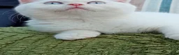 British Shorthair cats for sale: Beautiful cream colour point girl  - Advert 6