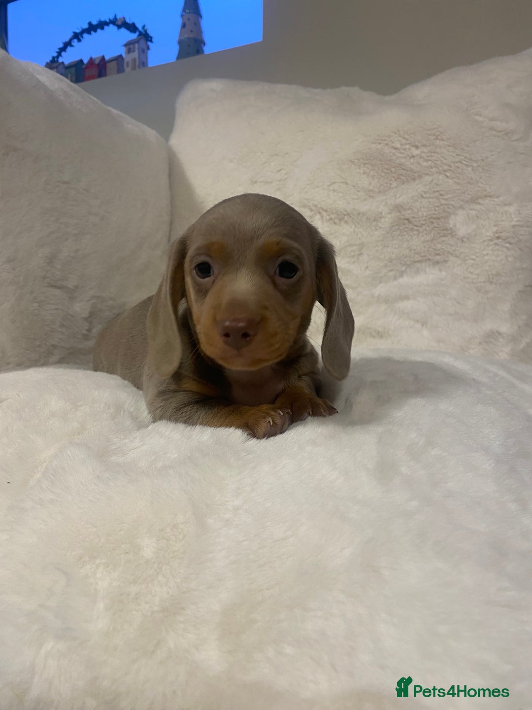Miniature Dachshund dogs for sale: PRA Clear KC Registered Mini Dachshunds - Advert 17
