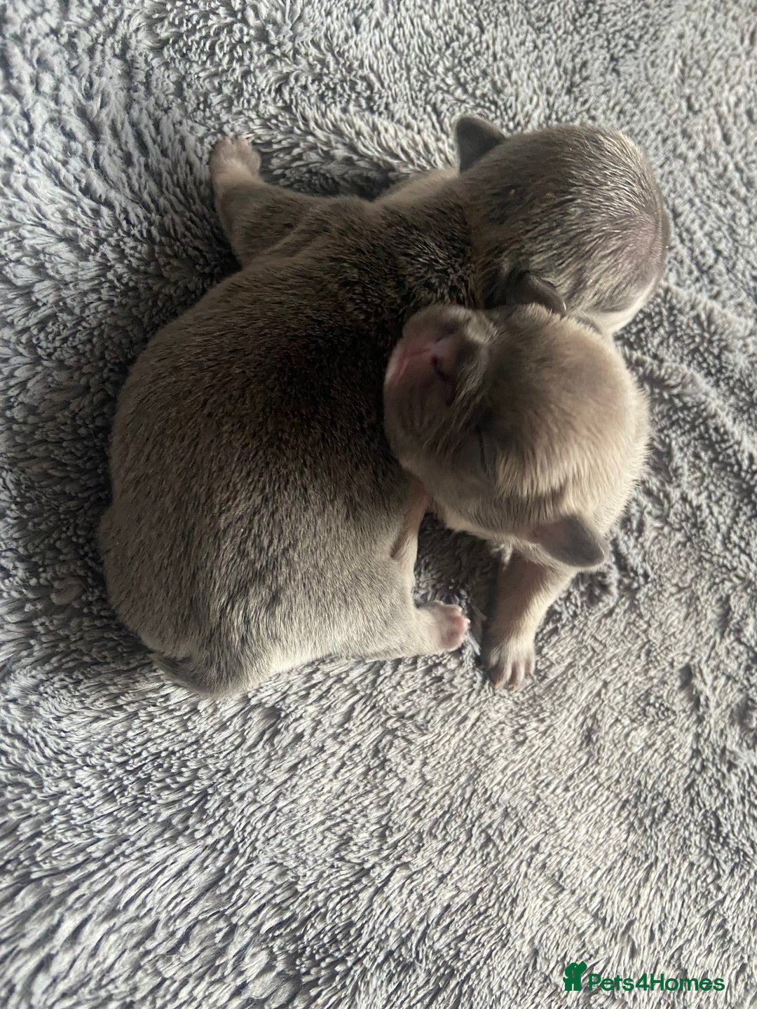 Mixed Breed dogs for sale: French bulldog/English bulldog - Advert 2
