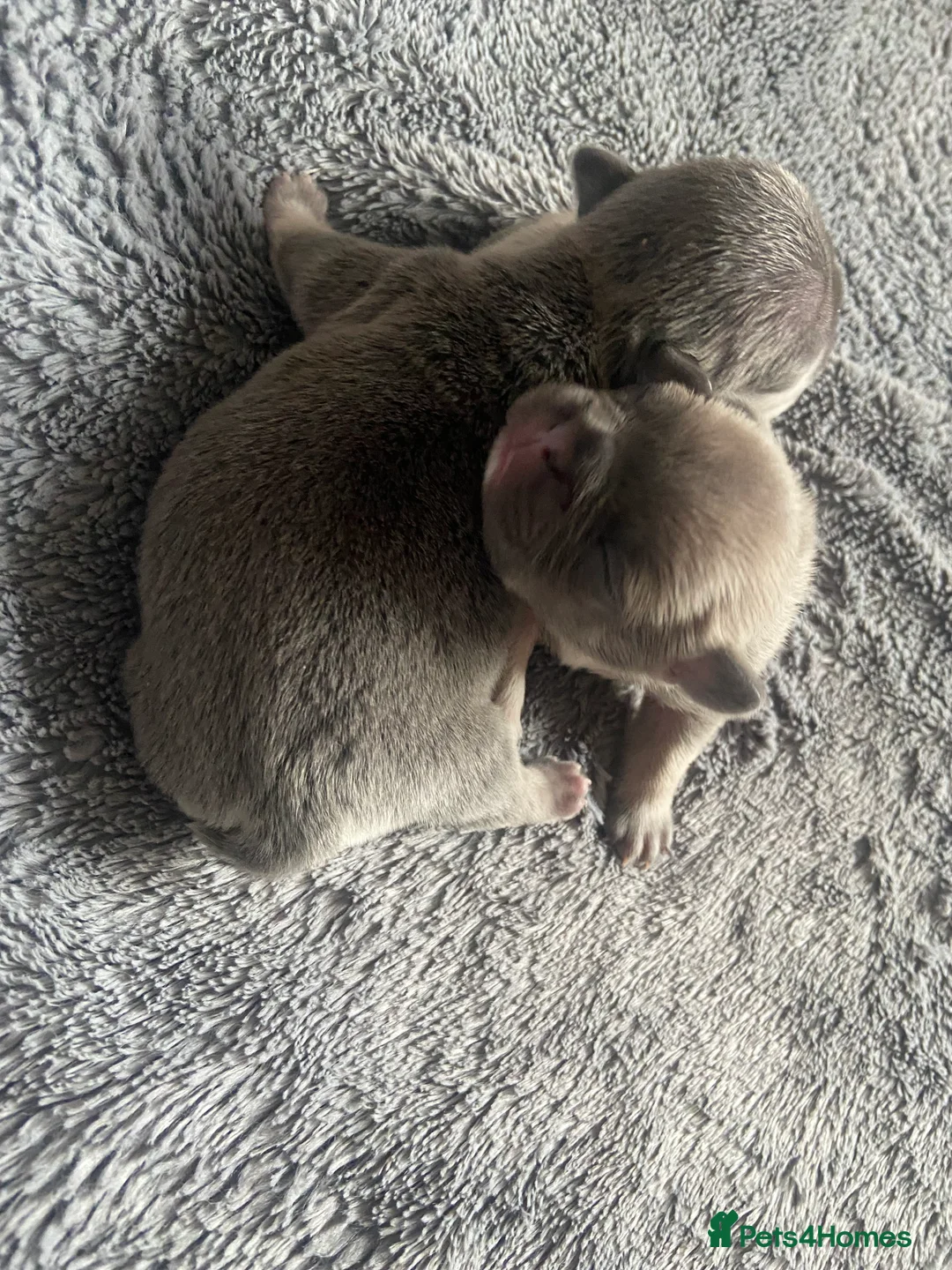 Mixed Breed dogs for sale: French bulldog/English bulldog - Advert 2