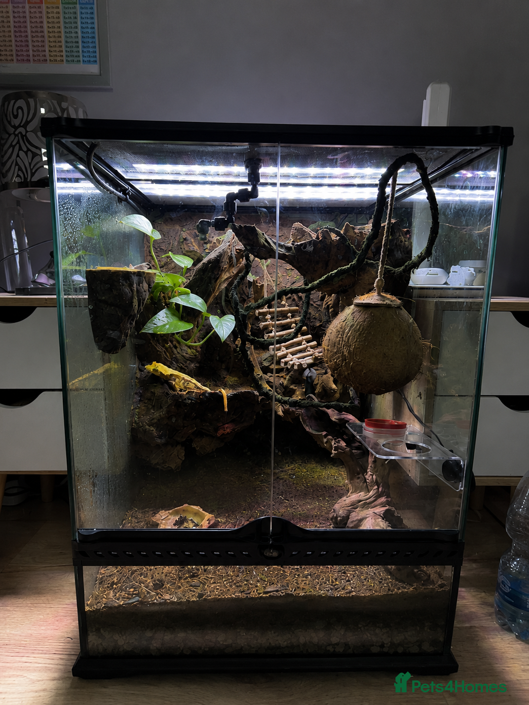 Gecko reptiles Male Crested Gecko with Full Exo Terra Setup - Advert 2