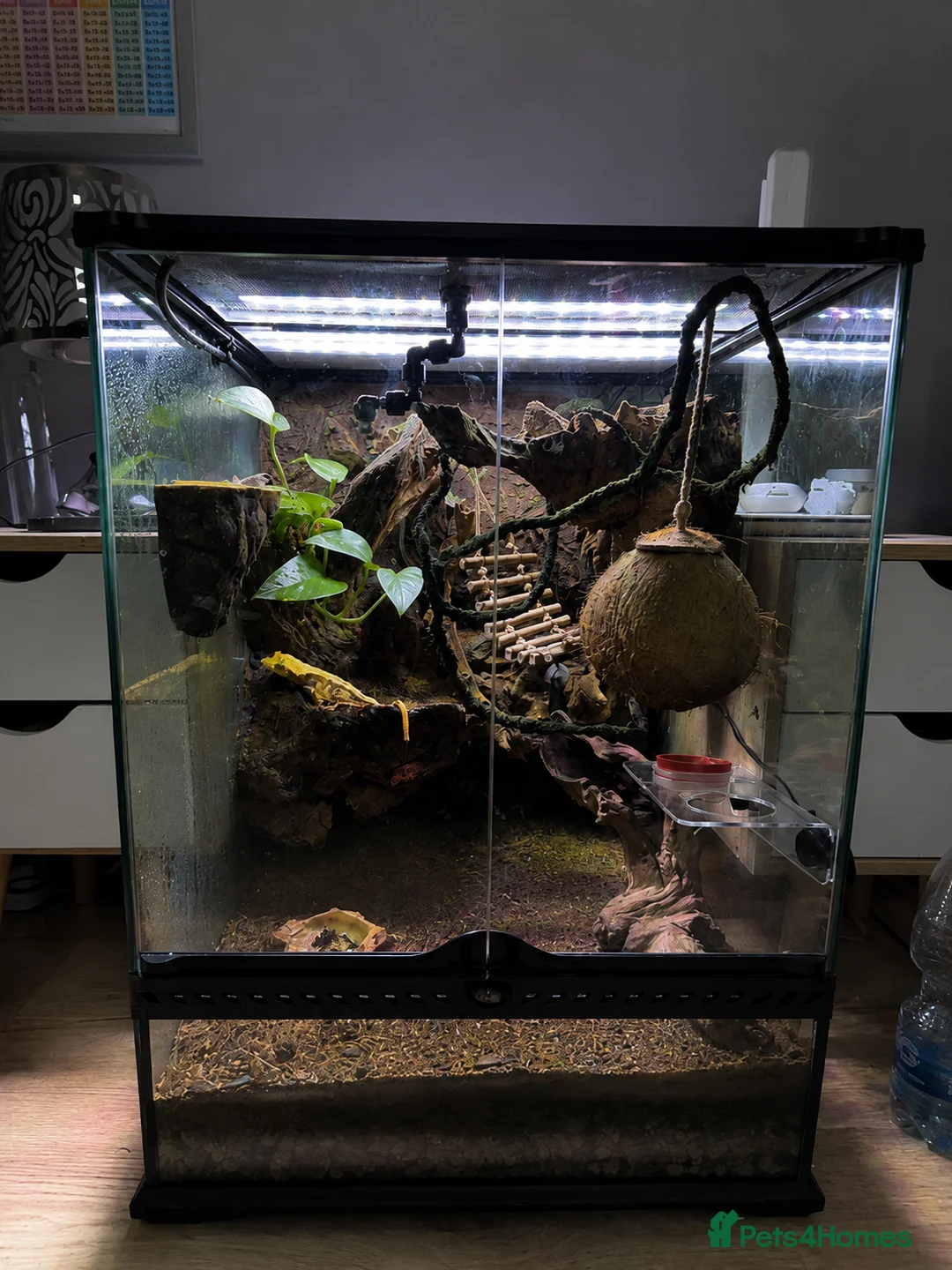 Gecko reptiles for sale: Male Crested Gecko with Full Exo Terra Setup in Bristol - Advert 1