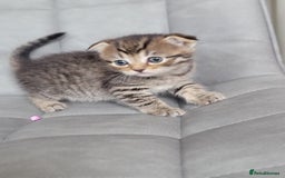 Mixed Breed cats for sale: Half scottish fold Healthy and beautiful kittens - Image 9