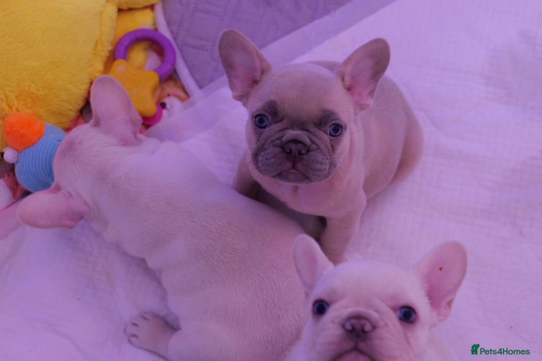French Bulldog dogs for sale: KC French Bulldog Ready Now ! - Image 31