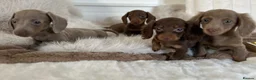 Miniature Dachshund dogs for sale: ✨MINI DACHSHUNDS ✨BOTH PARENTS KC✨ - Advert 19