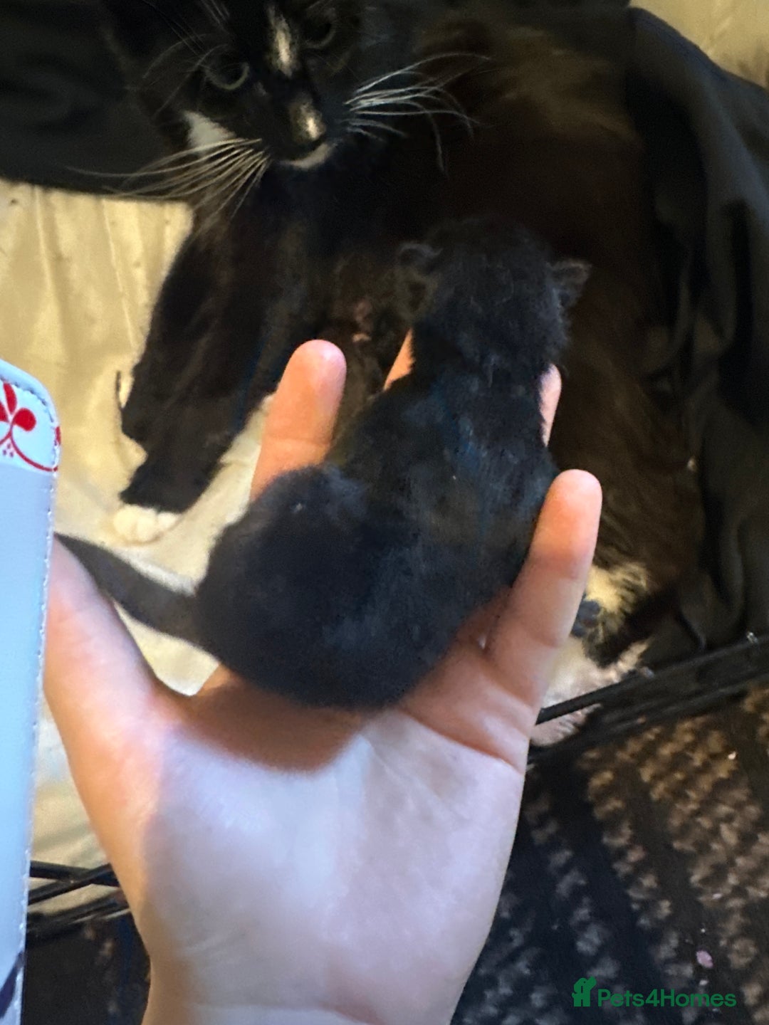 Mixed Breed cats for sale: Mixed breed, mum is ragdol cross  - Image 3