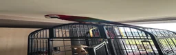 Macaws birds for sale: Macaw Greenwing  - Advert 8