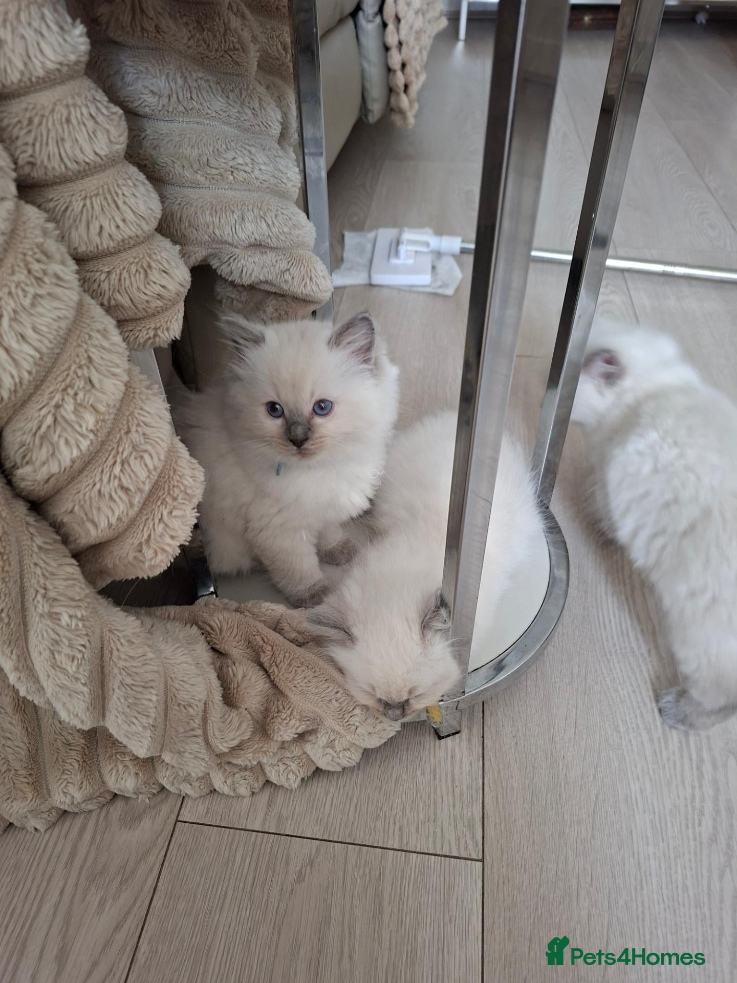 Ragdoll cats Beautiful Ragdoll kittens  - Advert 2