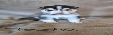 Tasha