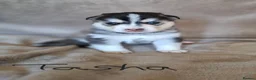 Pomsky dogs for sale: Stunning Pomsky Puppies  in Chesterfield - Advert 15