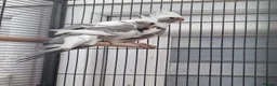 Cockatiels birds for sale: Baby  cockatiels.  - Advert 5