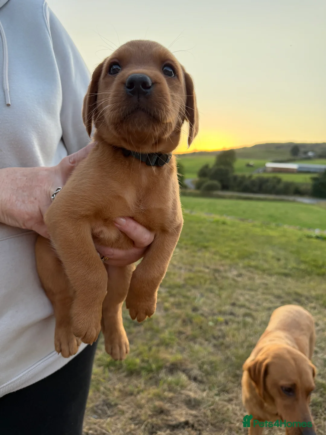 Labrador Retriever dogs for sale: Fox Red KC Registered Labrador Puppies for sale in Blaenau Ffestiniog - Advert 2