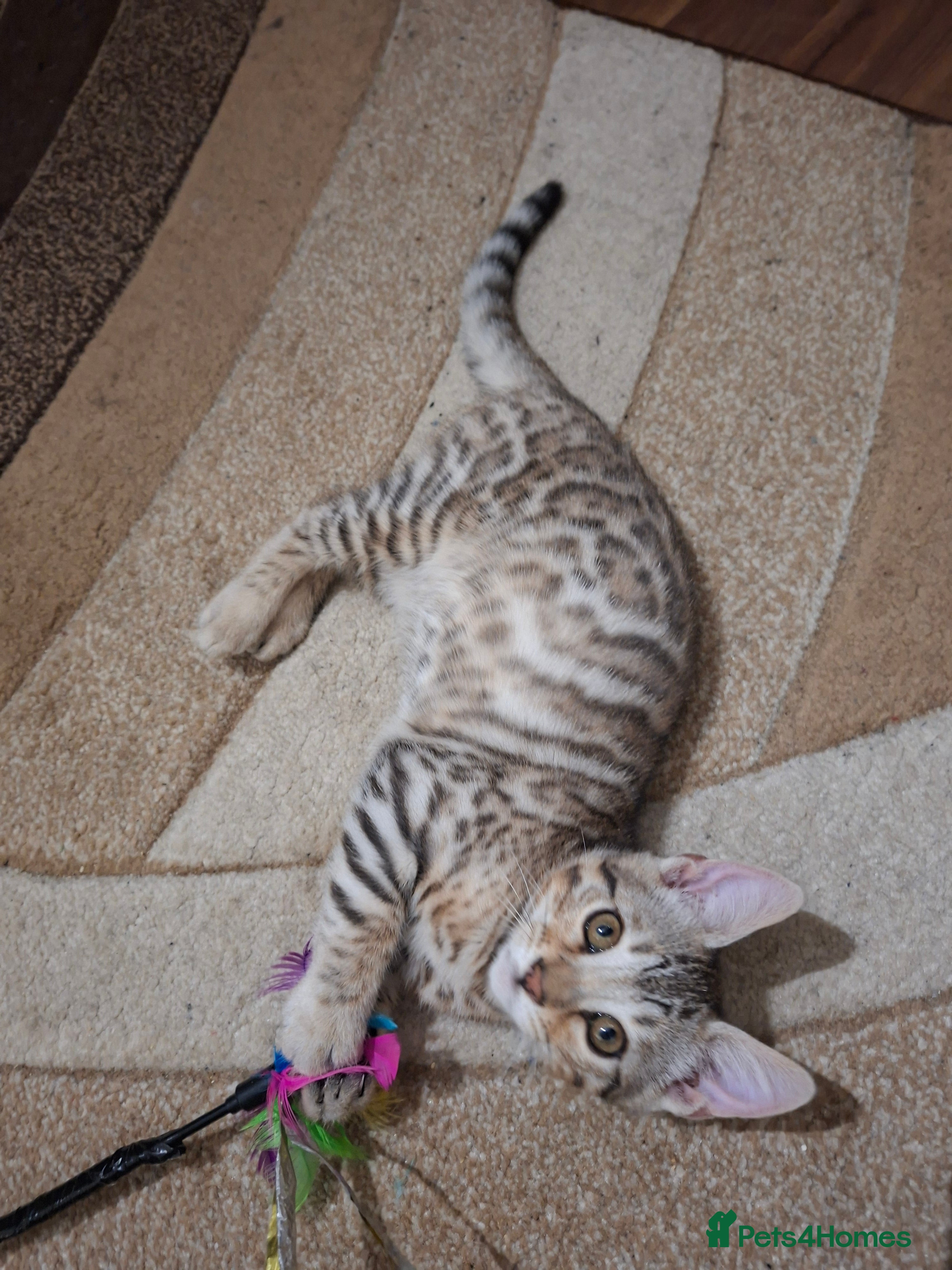 Bengal cats JUST ONE BENGAL LEFT - silver boy - Advert 1